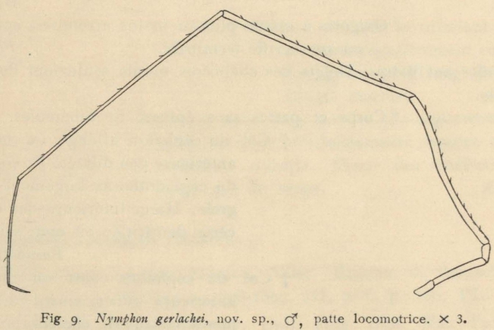 Giltay (1934, fig. 09) 