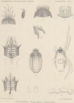 <B>Trouessart, E.</B> (1903). Zoologie: Acariens (Trombidae, Eupodidae, Gamasidae). Résultats du Voyage du S.Y. Belgica en 1897-1898-1899 sous le commandement de A. de Gerlache de Gomery: Rapports Scientifiques (1901-1913). Buschmann: Anvers