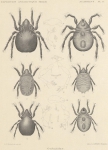 <B>Michael, A.D.</B> (1903). Zoologie: Acarida (Oribatidae). Résultats du Voyage du S.Y. Belgica en 1897-1898-1899 sous le commandement de A. de Gerlache de Gomery: Rapports Scientifiques (1901-1913). Buschmann: Anvers. 6, plate II pp.