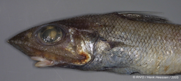 Macrourus berglax Lacepède, 1801