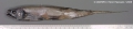 Lyconus brachycolus Holt & Byrne, 1906