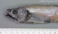 Gadiformes