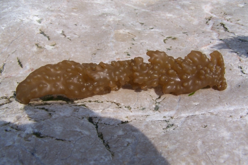 Alcyonidium diaphanum Alcyonidium diaphanum