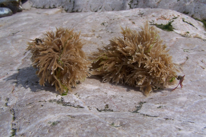 Electra pilosa Electra pilosa