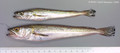 Gadiformes