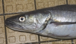Gadiformes