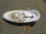 Cephalopoda