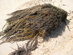 Japans bessenwier Sargassum muticum