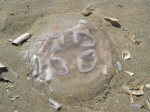 Scyphozoa (jelly fish)
