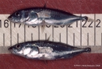 Perciformes