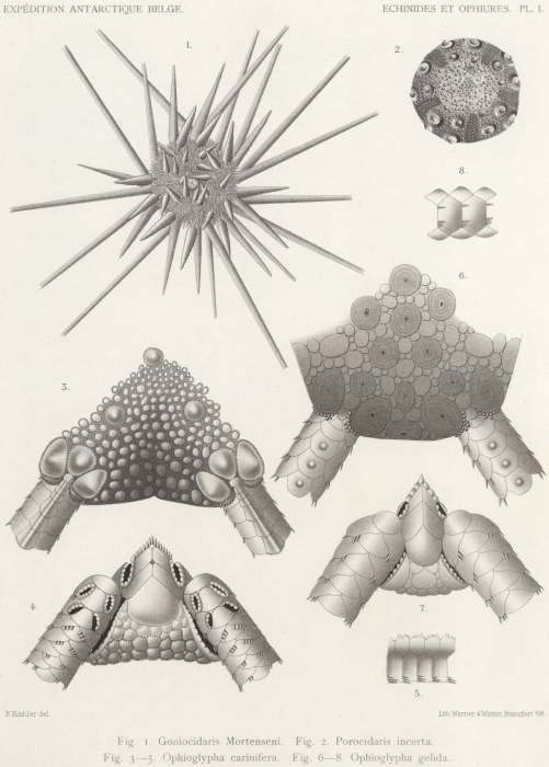 Koehler (1901, pl. 1) Koehler (1901, pl. 1)