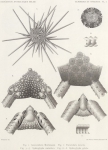 Koehler, R. (1901). Echinides et Ophiures. Résultats du Voyage du S.Y. Belgica en 1897-1898-1899 sous le commandement de A. de Gerlache de Gomery: Rapports Scientifiques (1901-1913). Buschmann: Anvers, Belgium. 1-42,  VIII plates pp.