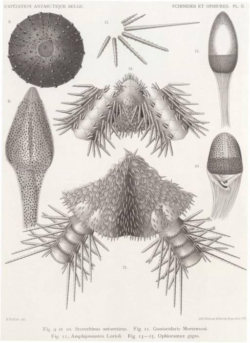 Koehler (1901, pl. 2) Koehler (1901, pl. 2)