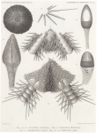 Koehler, R. (1901). Echinides et Ophiures. Résultats du Voyage du S.Y. Belgica en 1897-1898-1899 sous le commandement de A. de Gerlache de Gomery: Rapports Scientifiques (1901-1913). Buschmann: Anvers, Belgium. 1-42,  VIII plates pp.