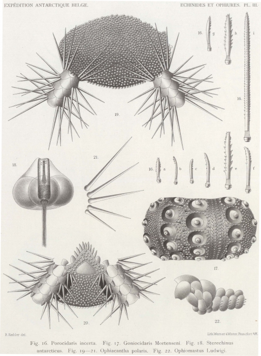 Koehler (1901, pl. 3) Koehler (1901, pl. 3)