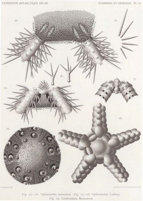 Koehler (1901, pl. 4) Koehler (1901, pl. 4)