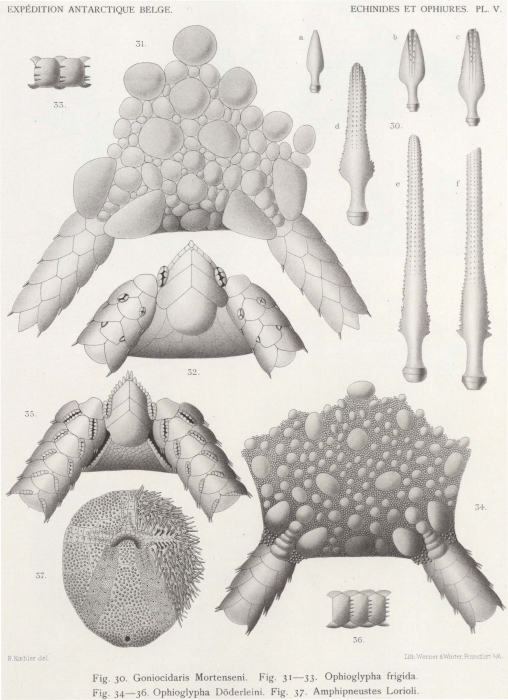 Koehler (1901, pl. 5) Koehler (1901, pl. 5)