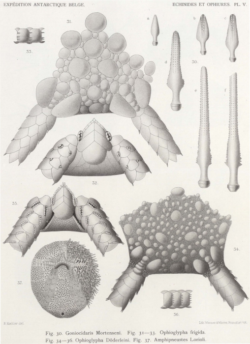 Koehler (1901, pl. 5) 