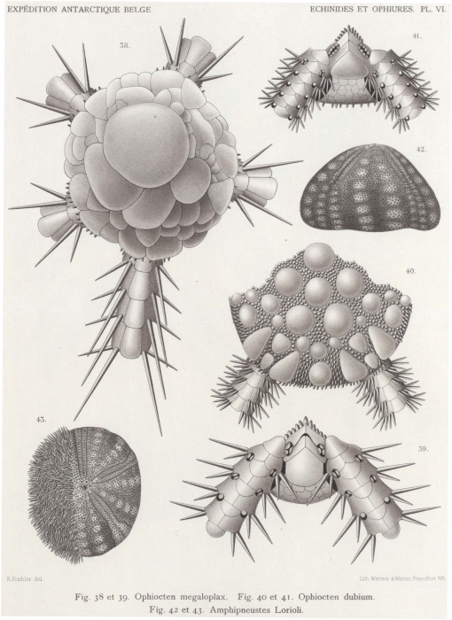 Koehler (1901, pl. 6) Koehler (1901, pl. 6)