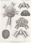 Koehler, R. (1901). Echinides et Ophiures. Résultats du Voyage du S.Y. Belgica en 1897-1898-1899 sous le commandement de A. de Gerlache de Gomery: Rapports Scientifiques (1901-1913). Buschmann: Anvers, Belgium. 1-42,  VIII plates pp.