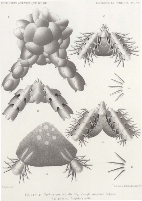 Koehler (1901, pl. 7) Koehler (1901, pl. 7)