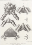 Zuidpoolexpeditie 1897-1899