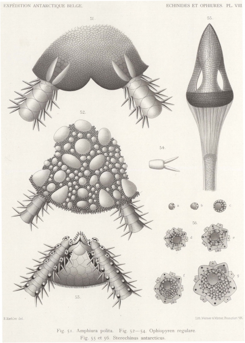 Koehler (1901, pl. 8) Koehler (1901, pl. 8)