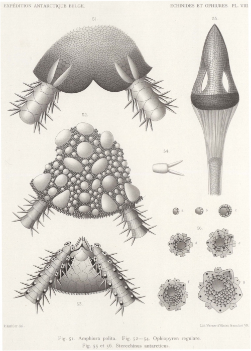 Koehler (1901, pl. 8) 