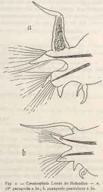 Fauvel (1936, fig. 2)