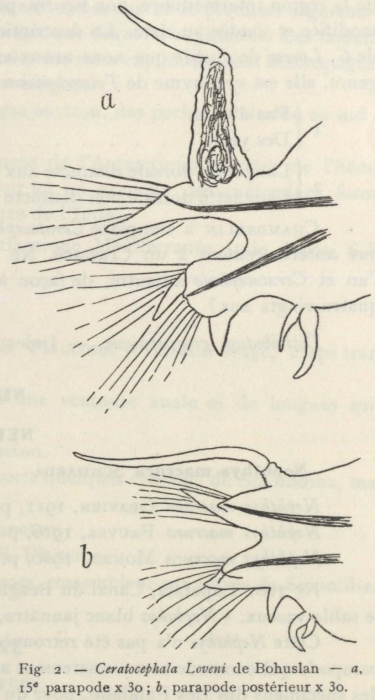 Fauvel (1936, fig. 2) Fauvel (1936, fig. 2)