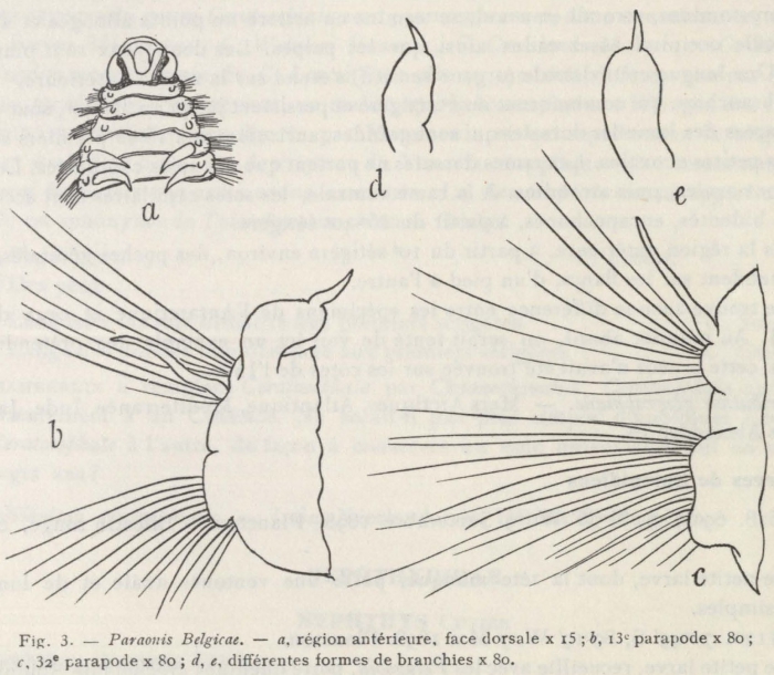 Fauvel (1936, fig. 3) Fauvel (1936, fig. 3)