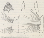 Fauvel, P. (1936). Polychètes. Résultats du Voyage de la Belgica en 1897-1899 sous le commandement de A. de Gerlache de Gomery: Rapports Scientifiques (1926-1940). Buschmann: Anvers, Belgium. 44, 4 fig., 1 pl. pp.