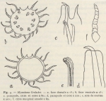 <B>Fauvel, P.</B> (1936). Polychètes. Résultats du Voyage de la Belgica en 1897-1899 sous le commandement de A. de Gerlache de Gomery: Rapports Scientifiques (1926-1940). Buschmann: Anvers, Belgium. 44, 4 fig., 1 pl. pp.