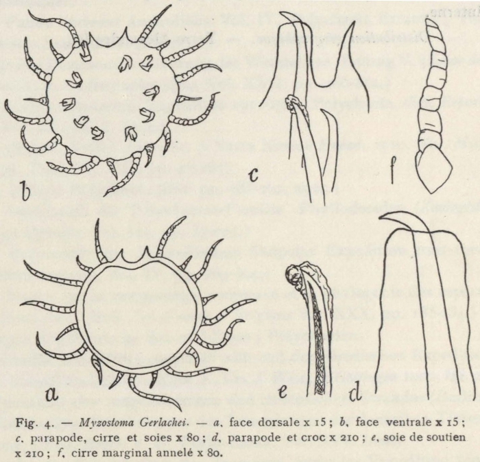 Fauvel (1936, fig. 4) Fauvel (1936, fig. 4)
