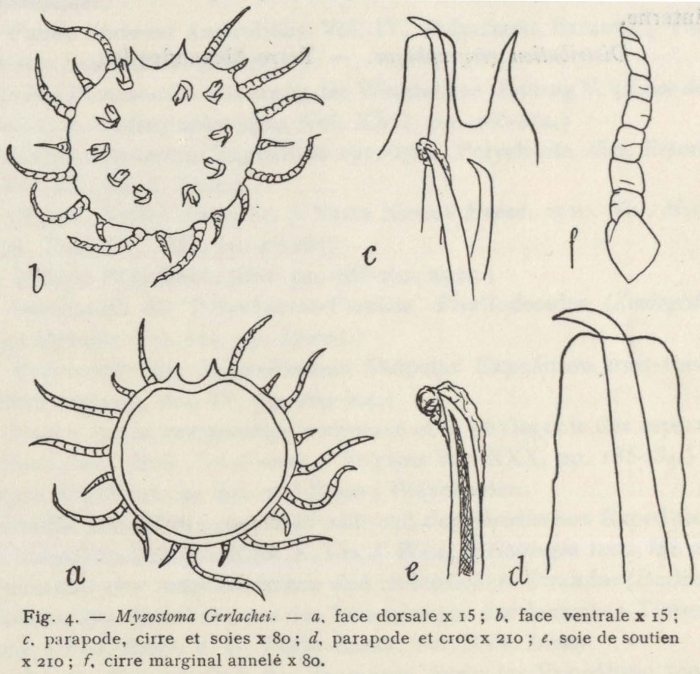 Fauvel (1936, fig. 4)