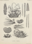 Fauna & flora van de zee