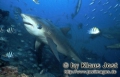 Carcharhiniformes