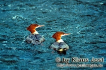 Mergus merganser