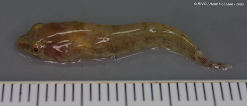 Diplecogaster bimaculata (Bonnaterre, 1788) Diplecogaster bimaculata (Bonnaterre, 1788)