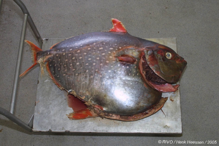 Lampris guttatus (Brünnich, 1788)