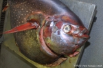 Pisces (fish)
