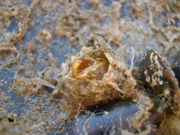 Balanus crenatus Balanus crenatus