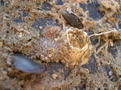 gekartelde zeepok Balanus crenatus met jonge paardeannemoon 