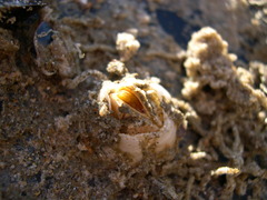 gekartelde zeepok Balanus crenatus 