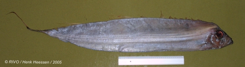 Trachipterus arcticus (Brünnich, 1788) Trachipterus arcticus (Brünnich, 1788)