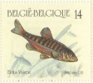 Phoxinus phoxinus, author: Collection Patrick Maselis