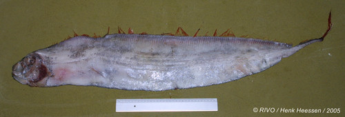 Trachipterus arcticus (Brünnich, 1788) Trachipterus arcticus (Brünnich, 1788)