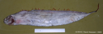 Trachipterus arcticus (Brnich, 1788), author: RIVO/Henk Heessen/2005