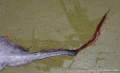 Lampriformes