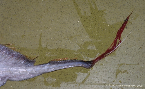 Trachipterus arcticus (Brünnich, 1788) Trachipterus arcticus (Brünnich, 1788)